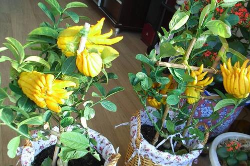 家里老人养花， 适合养植什么品种？对老人的身体有什么影响？