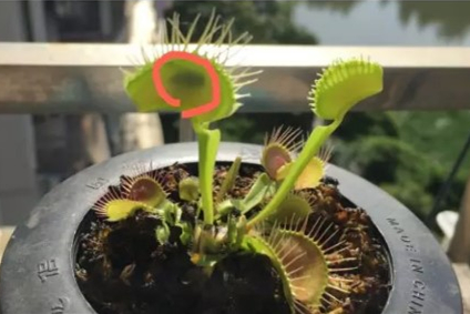 夏季蚊子多，不妨养这些花，连蚊香、花露水都省了！