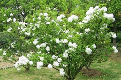 绣球花全株有毒，气味有毒吗？有什么预防的好办法？