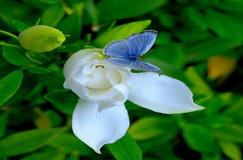 家养的小叶栀子花出现黄叶这是怎么回事？需要怎么解决？