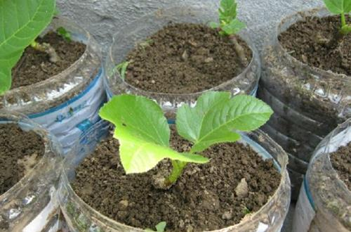 种植无花果什么时间最合适，具体无花果要怎么养植打理？