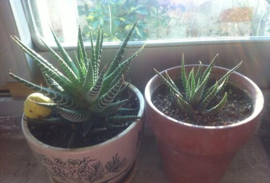 养植多肉植物：条纹十二卷养植有什么需要特别注意，养植过程是什么？