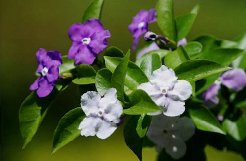 养植花卉双色茉莉的土壤怎么配制？