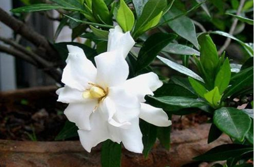 家养的小叶栀子花出现黄叶这是怎么回事？需要怎么解决？