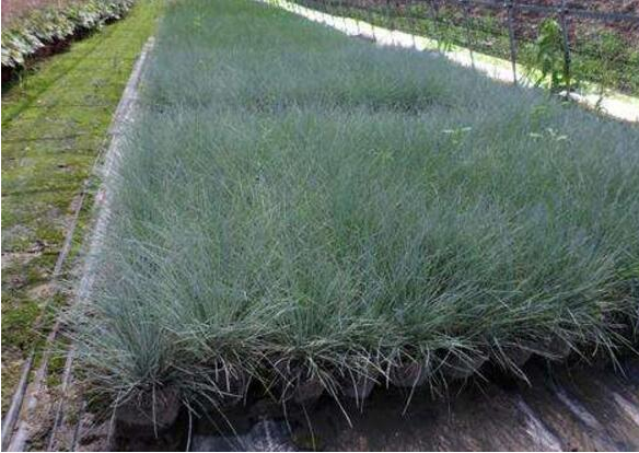 园林绿化常用绿植蓝羊茅怎么种植，怎么繁育、分栽？