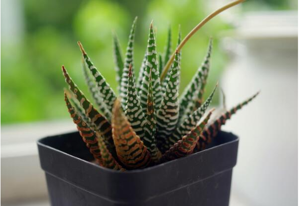 养植多肉植物：条纹十二卷养植有什么需要特别注意，养植过程是什么？