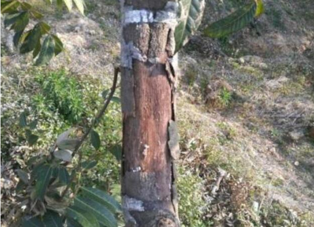  怎么使用嫁接和播种的方式来繁育橄榄花？