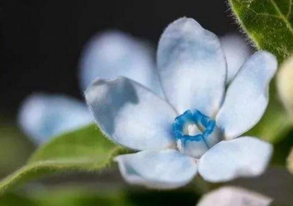 来自美洲的蓝星花落地中国，冬天需要怎么养护才能安然过冬？
