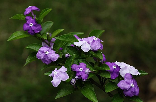 养植花卉双色茉莉的土壤怎么配制？