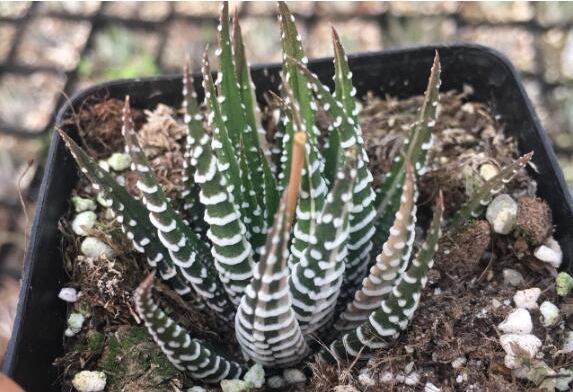 养植多肉植物：条纹十二卷养植有什么需要特别注意，养植过程是什么？