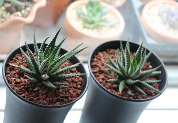 养植多肉植物：条纹十二卷养植有什么需要特别注意，养植过程是什么？
