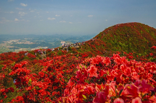 种植映山红土壤配比很重要，映山红花土怎么配？