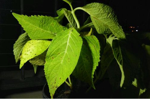 无尽夏绣球花完整的养植方式以及养植过程中需要注意的事项有哪些？