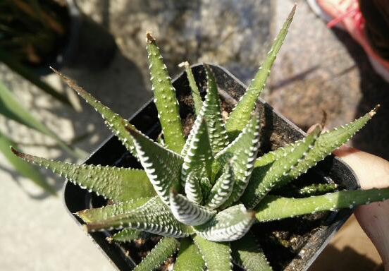 养植多肉植物：条纹十二卷养植有什么需要特别注意，养植过程是什么？