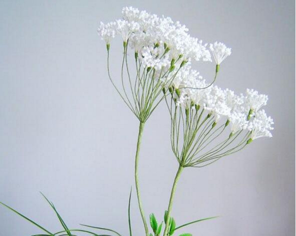 蕾丝花喜高温而且耐贫瘠，蕾丝花怎么养护，养护过程中有什么需注意的点？