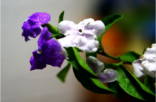 养植花卉双色茉莉的土壤怎么配制？