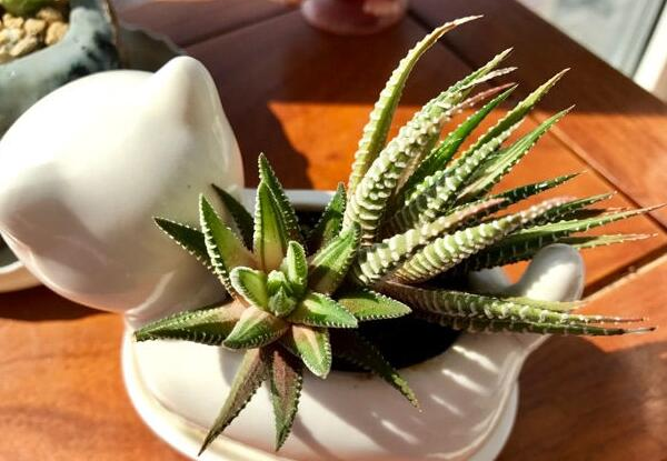 养植多肉最上等的莫过于出锦，那 条纹十二卷这种是怎么养才能出锦或者说让叶面颜色发生改变