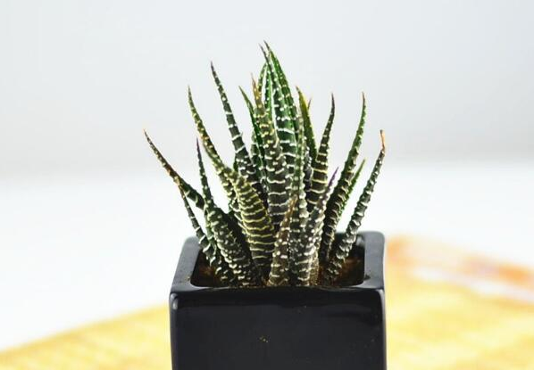 养植多肉植物：条纹十二卷养植有什么需要特别注意，养植过程是什么？