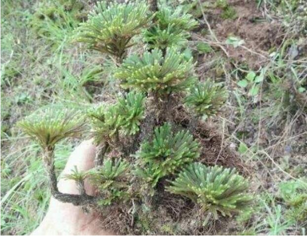  九死还魂草是不是有毒性？主要生长在哪些地方，其药用价值是什么？
