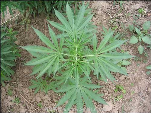 三大毒品植物：罂粟、大麻和古柯