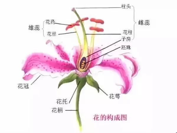 一朵花包括哪些部分，什么是完整花，什么是不完整花？