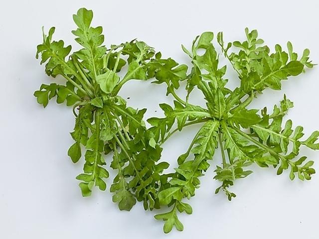春季可食用野菜有哪些？