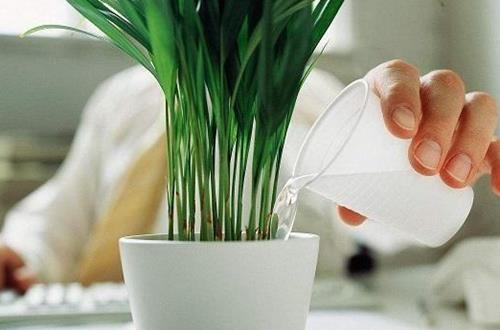 给花儿浇水有什么讲究，雨水是不是能浇花？