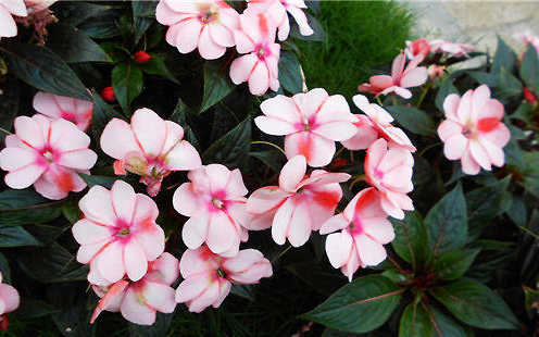 新几内亚凤仙和非洲凤仙是一种花吗？新几内亚凤仙花怎么养？