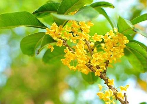 你知道桂花名字是怎么来的吗？家庭种植桂花技术介绍