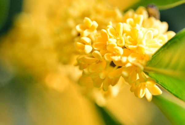你知道桂花名字是怎么来的吗？家庭种植桂花技术介绍