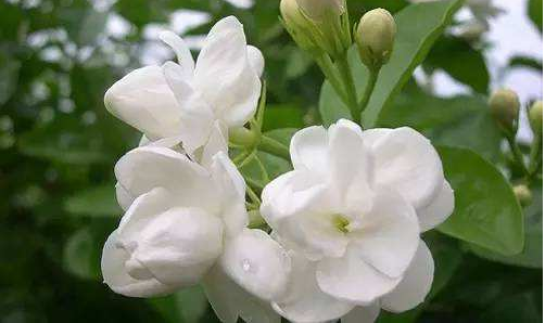 茉莉花盆栽怎么养？茉莉花养殖小妙招和四季管理