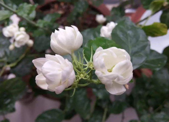 茉莉花盆栽怎么养？茉莉花养殖小妙招和四季管理