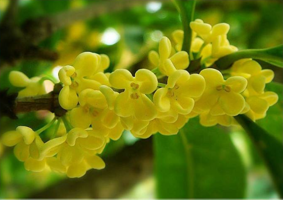 你知道桂花名字是怎么来的吗？家庭种植桂花技术介绍