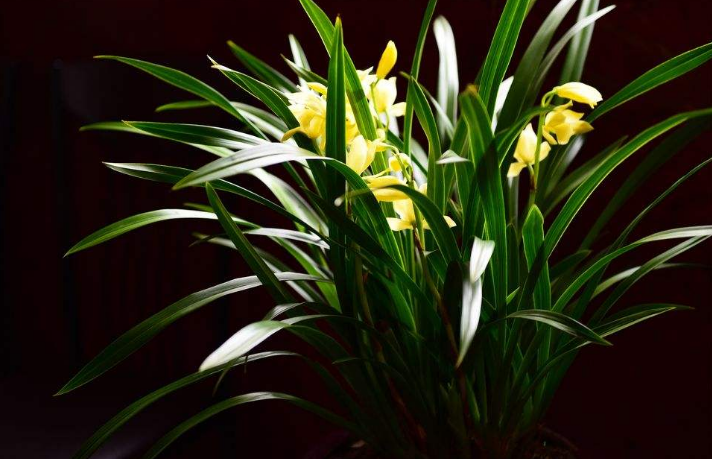 兰花怎么分类？名字里有“兰”字的花都是兰花吗？