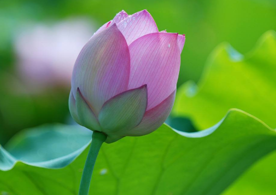 你知道花名都是怎么来的吗？花草命名有哪些依据来由？