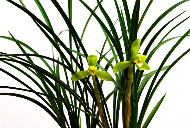 兰花怎么分类？名字里有“兰”字的花都是兰花吗？