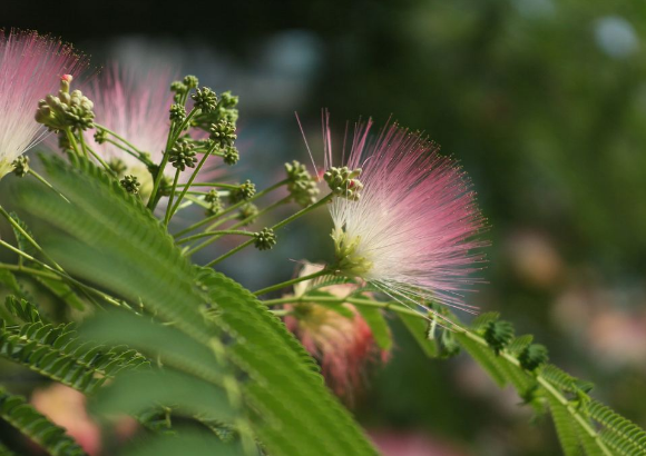 你知道花名都是怎么来的吗？花草命名有哪些依据来由？