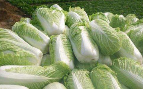 大白菜为什么被称为“菜中之王”？大白菜竟有这么多营养价值及食用功效！
