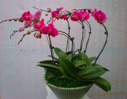 蝴蝶兰植物习性介绍：蝴蝶兰修剪与病害管理，教你科学养护蝴蝶兰盆栽！