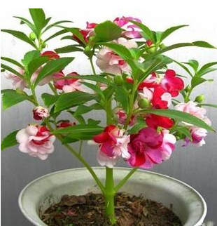 凤仙花怎么养？养凤仙花要注意哪些事项？