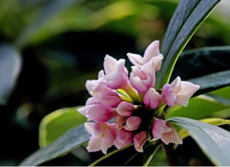 金边瑞香产地与习性介绍:掌握以下知识把你的金边瑞香盆栽养的枝繁叶茂! 金边瑞香产地与习性介绍:掌握以下知识把你的金边瑞香盆栽养的枝繁叶茂!