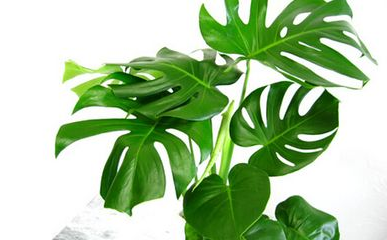 龟背竹百科简介：龟背竹有哪些应用？龟背竹繁殖与栽培管理技术指南！