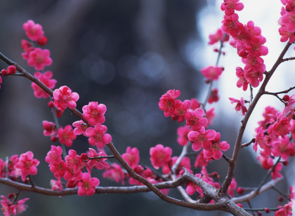 梅花香自苦寒来！梅花有哪些象征意义呢？