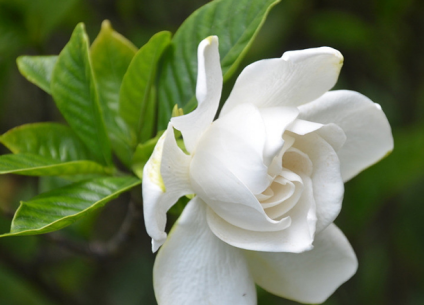 喜欢栀子花吗？栀子花叶子发黄应该怎么处理呢？
