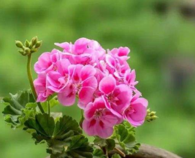 怎样让天竺葵一年四季开花？养天竺葵要注意哪些事项？