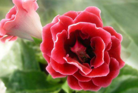 大岩桐花图片：大岩桐花养殖方法介绍