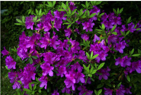 杜鹃花有哪些种类？杜鹃花室内怎么养？