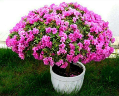 杜鹃花怎么养？杜鹃花病害有哪些？杜鹃病害怎么防治？