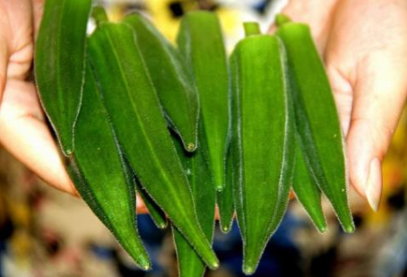 家里可以种植秋葵吗？黄葵和秋葵有哪些区别？黄葵的生态习性和种植要点有哪些？