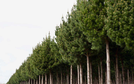 松树种植管理妙招：让你的松树更快生长成材！